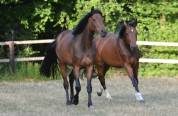 Jeune Jument de dressage par Escolar 