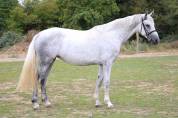 Cavalla Sella Francese In vendita 2022 Grigio ,  Prinz Clintus