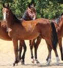 Poulain 2025 Itoki de riverland x cor de hus