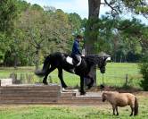 17HH black Friesian gelding 7yo