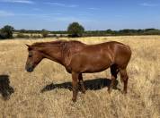 Ponette, Origine Non Constat&eacute;e, 1,48m, 18ans