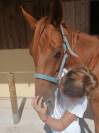 INATTENDUE DU BOS JUMENT 8 ANS PP SELLE FRANCAIS ALEZAN