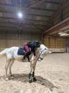 cheval &agrave; vendre