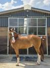 Magnifique hongre 5 ans