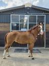 Magnifique hongre 5 ans