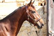 Top Cheval d'amateur 
