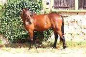 Top Cheval d'amateur 
