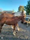 Pouliniere Trait comtois 