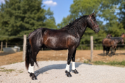 Ninja du Souleilla, polyvalent et bien &eacute;duqu&eacute;