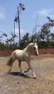 Ulixes da Anja &ndash; PSL Entier Palomino &ndash; 2 ans