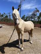 Ulixes da Anja &ndash; PSL Entier Palomino &ndash; 2 ans