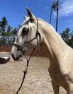 Ulixes da Anja &ndash; PSL Entier Palomino &ndash; 2 ans