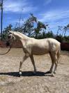 Ulixes da Anja &ndash; PSL Entier Palomino &ndash; 2 ans
