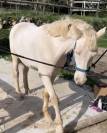 DEMI / TIERS-PENSION &ndash; PONEY D CONNEMARA &ndash; CASSIS 13