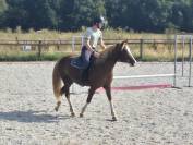 Mare Welsh Part Bred For sale 2023 Chesnut