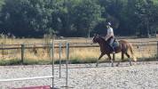 Mare Welsh Part Bred For sale 2023 Chesnut