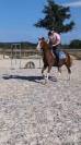 Mare Welsh Part Bred For sale 2023 Chesnut