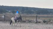 Mare Shetland Pony For sale 2023 Coloured