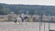 Mare Shetland Pony For sale 2023 Coloured