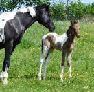 Superbe pouliche ambre champagne tobiano AA