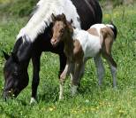 Superbe pouliche ambre champagne tobiano AA