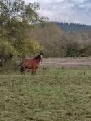 Pension au pr&eacute; cheval 