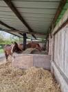 Pension au pr&eacute; cheval 