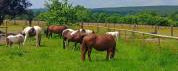 Pension au pr&eacute; cheval 