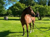 Cheval hongre demi-sang 5 ans
