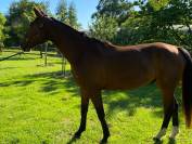 Cheval hongre demi-sang 5 ans