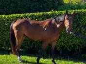 Cheval hongre demi-sang 5 ans
