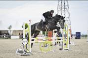 Cheval polyvalent de 7 ans 