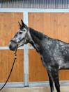 Cheval polyvalent de 7 ans 