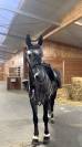 Cheval polyvalent de 7 ans 