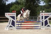 ⭐️ jolie cheval polyvalent⭐️