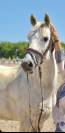 ⭐️ jolie cheval polyvalent⭐️