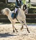 ⭐️ jolie cheval polyvalent⭐️