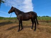 AQPS M&acirc;le 2 ans 