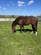 Cheval cso 