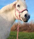 Poney oc a confier 