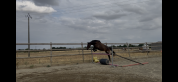 Jument de sport de 3 ans 