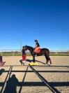 Jument de sport de 3 ans 