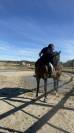 Cavalla sBs Cavallo da Sport Belgio In vendita 2023 Baio scuro