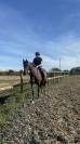 Cavalla sBs Cavallo da Sport Belgio In vendita 2023 Baio scuro