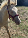 Jument Palomino ONC & son poulain Palomino ONC 