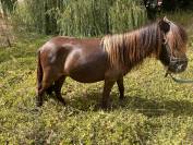 Poney shet
