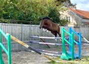 Hongre 3ans par Nervoso