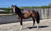 Hongre 3ans par Nervoso