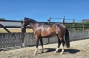 Hongre 3ans par Nervoso