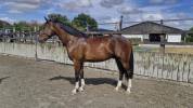 Hongre 3ans par Nervoso